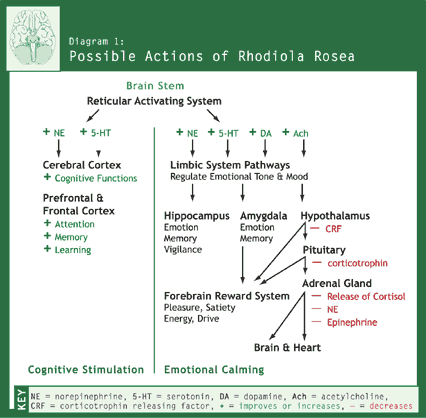 Diagram 1: Possible Actions of Rhodiola Rosea