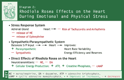 Diagram 2: Rhodiola rosea Effects on the Heart During Emotional and Physical Stress